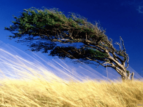 Khai thác năng lượng gió từ chuyển động của cây cối