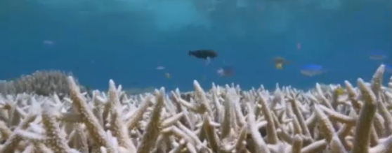 Rạn san hô lớn nhất thế giới trước nguy cơ diệt vong